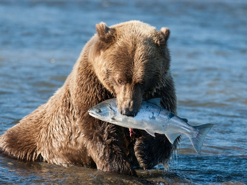 张叔广索近诗辄为短韵原文注释译文赏析-曹勋诗词-宋诗全集