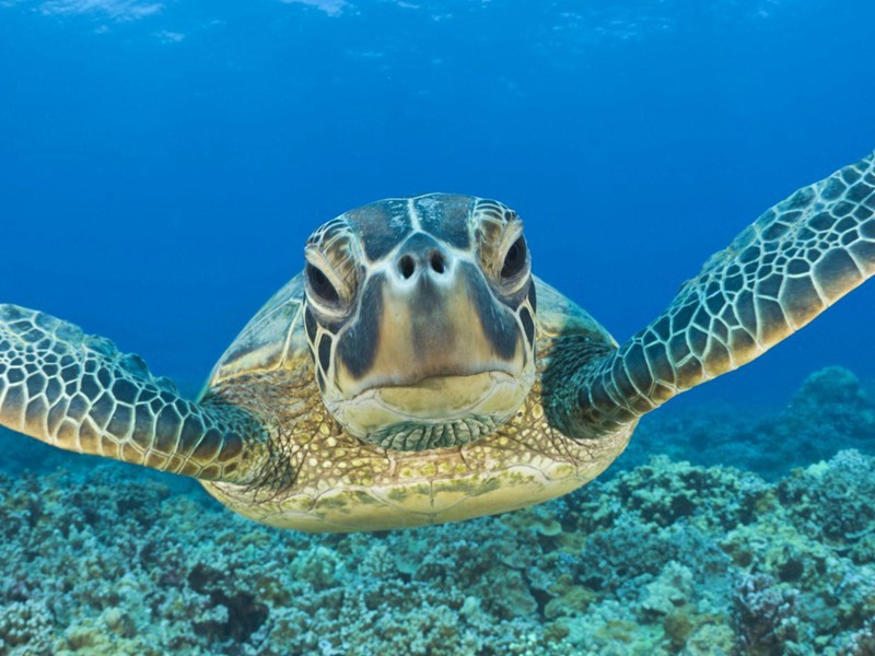 梅花集句·其一九○原文注释译文赏析-李龏诗词-宋诗全集