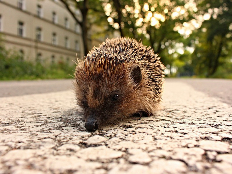 和谢吏部铁字韵三十四首·呈几叟仪曹四首·其二原文注释译文赏析-邓肃诗词-宋诗全集