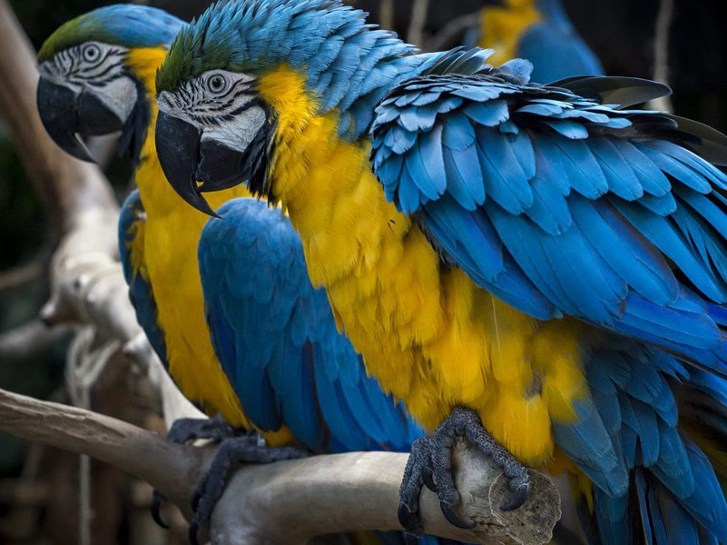 题五柳先生诗编年后二首·其一原文注释译文赏析-陈造诗词-宋诗全集