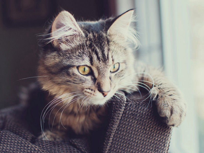 浙江待潮原文注释译文赏析-白玉蟾诗词-宋诗全集