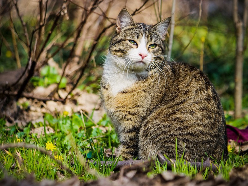 次韵谢郑仲南惠诗二首·其二原文注释译文赏析-曾协诗词-宋诗全集
