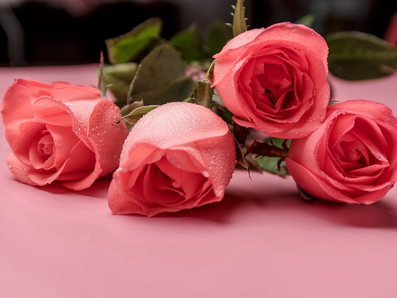 过梅根港原文注释译文赏析-董嗣杲诗词-宋诗全集