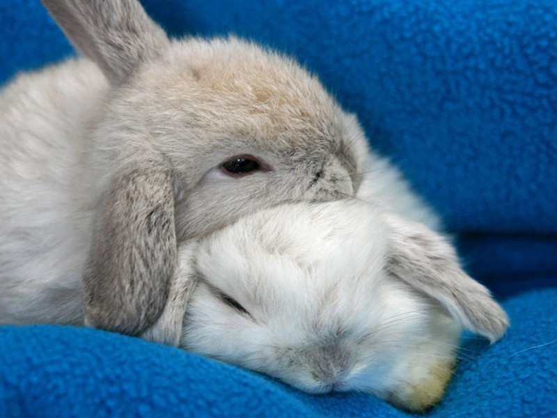 邻并闲饮原文注释译文赏析-韩淲诗词-宋诗全集