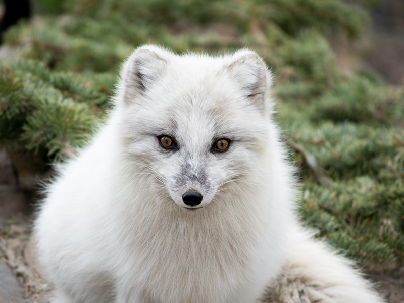 和斯立重赋原文注释译文赏析-晁说之诗词-宋诗全集