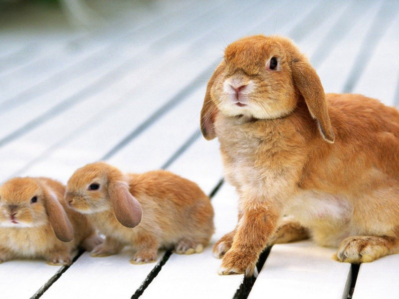 过毛达可友给事览壁间旧诗次韵二首·其二原文注释译文赏析-程俱诗词-宋诗全集