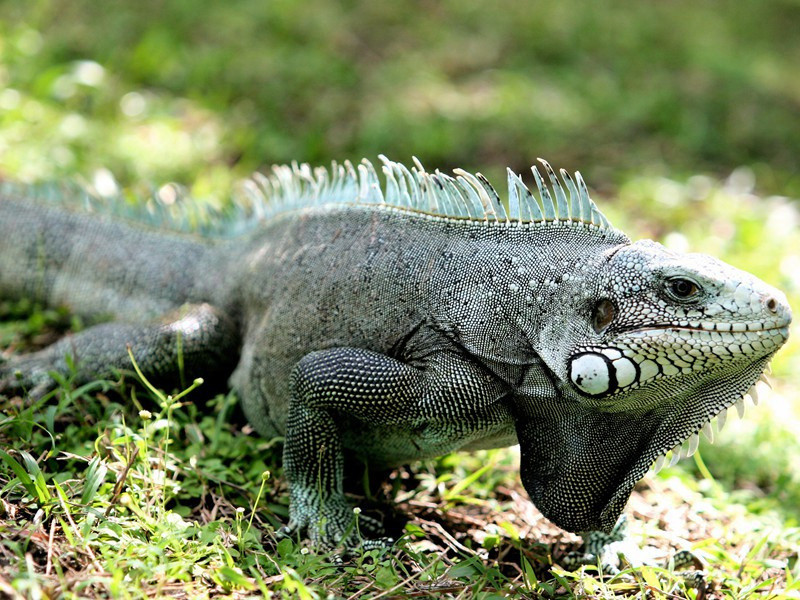 寄题沈可久雪村原文注释译文赏析-方回诗词-宋诗全集