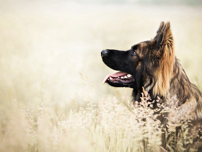 寄曹载德谏议二首·其二原文注释译文赏析-陈渊诗词-宋诗全集