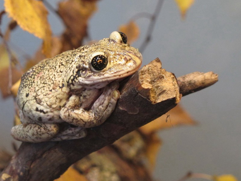 次韵杨宰原文注释译文赏析-陈造诗词-宋诗全集