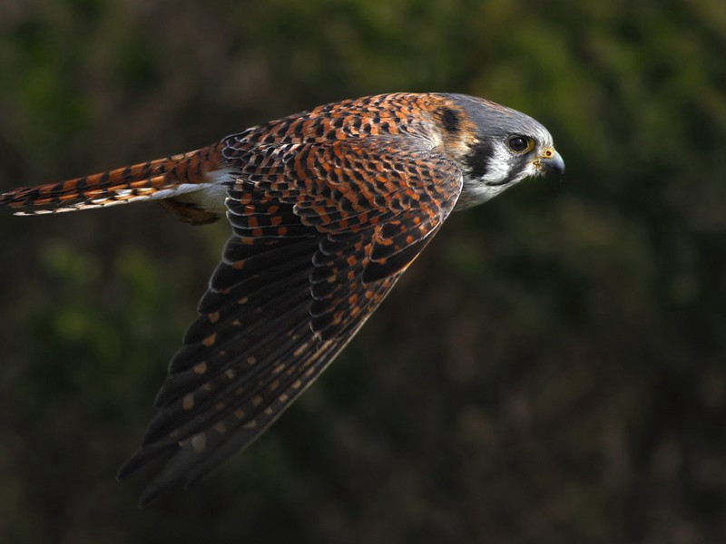 王运判生辰二十韵原文注释译文赏析-刘弇诗词-宋诗全集
