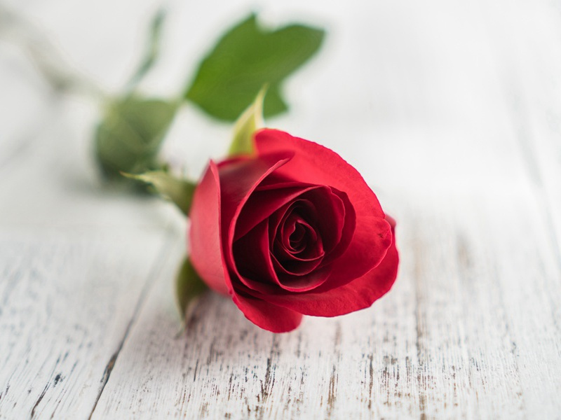 冒雨渡浦阳江原文注释译文赏析-方凤诗词-宋诗全集