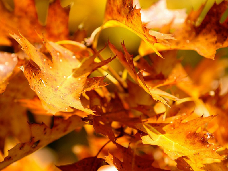 送郭定夫往江西二首·其二原文注释译文赏析-陈藻诗词-宋诗全集