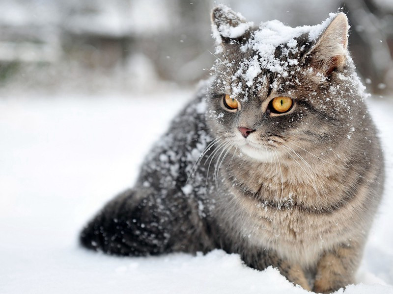 谢吕云叔饷墨原文注释译文赏析-艾性夫诗词-宋诗全集