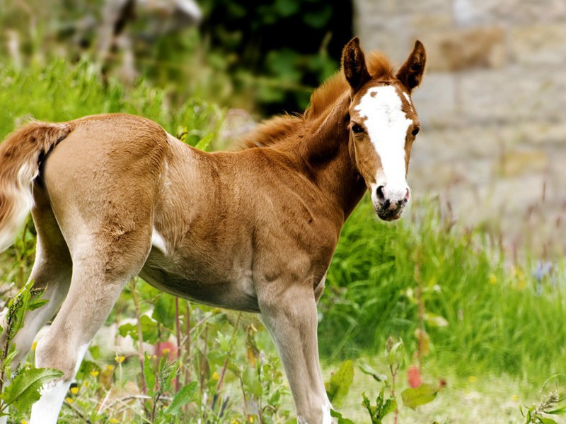 富池庙原文注释译文赏析-陈造诗词-宋诗全集