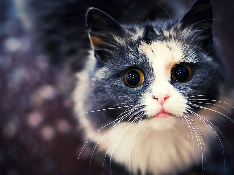 追和晦庵先生十梅韵·其一○原文注释译文赏析-艾性夫诗词-宋诗全集