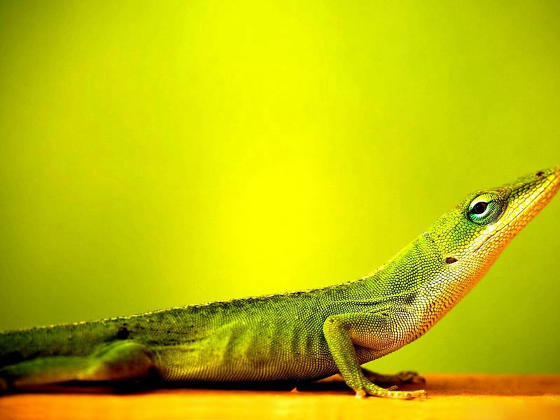 朱陵洞水帘原文注释译文赏析-毕田诗词-宋诗全集