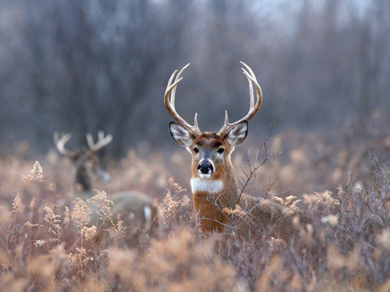 句原文注释译文赏析-查应辰诗词-宋诗全集