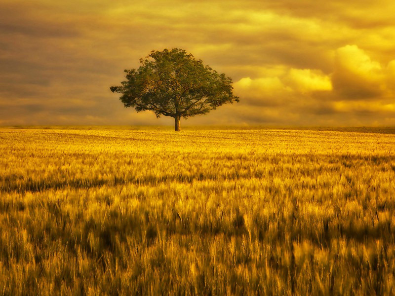 七夕歌原文注释译文赏析-杜范诗词-宋诗全集