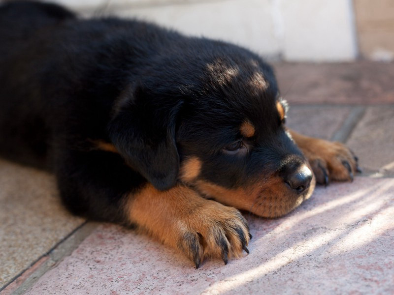 送家朝南徵君二首·其二原文注释译文赏析-程公许诗词-宋诗全集