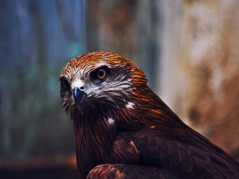 秋夜玩月原文注释译文赏析-陈淳诗词-宋诗全集