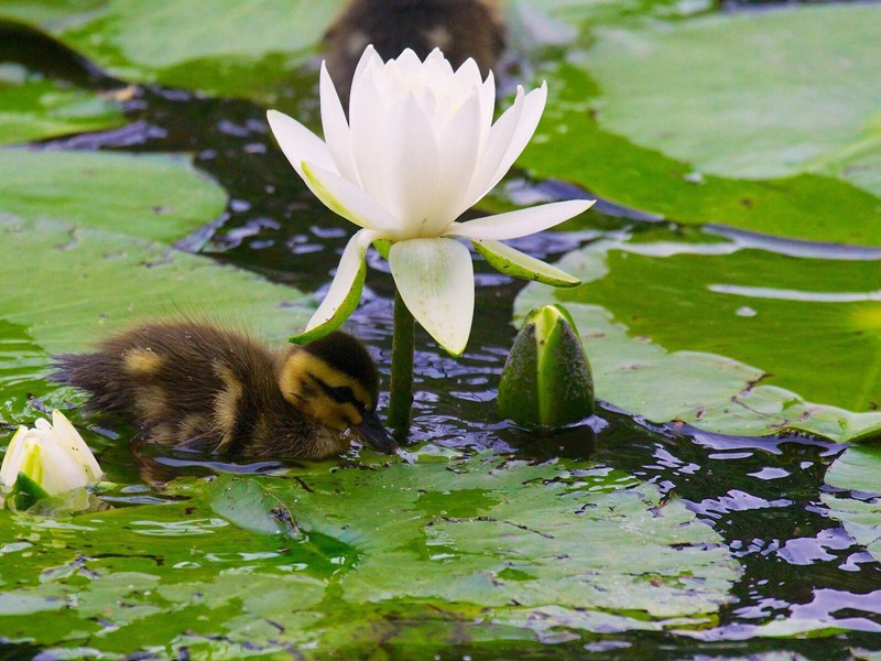 题宋器之烟波图原文注释译文赏析-程公许诗词-宋诗全集