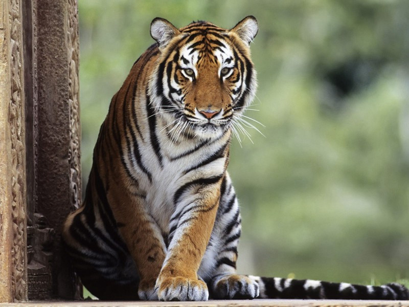 绿阴亭自唐时有之到今五百年卢肇二三公题诗之后吟声寂寂久矣亭前古木不存绿阴之名殆成虚设今诗人李贾友山作尉于此实居此亭公事之暇与江山风景应接境因人胜见於吟笔多矣友人石屏戴复古访之相与周旋于亭上题四绝句以记原文注释译文赏析-戴复古诗词-宋诗全集