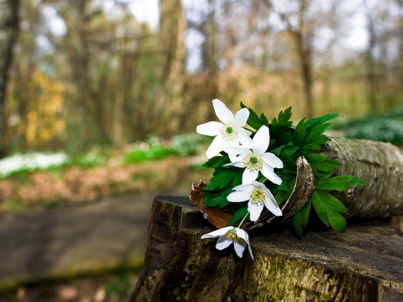 邓州西轩书事十首·其七原文注释译文赏析-陈与义诗词-宋诗全集