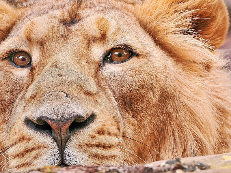 绍兴帅相公遗小春新茶且折简云对瑞香啜之大胜暖帐中饮羔儿酒也小诗两绝以谢·其二原文注释译文赏析-曾几诗词-宋诗全集