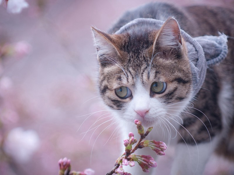 雪后原文注释译文赏析-董嗣杲诗词-宋诗全集
