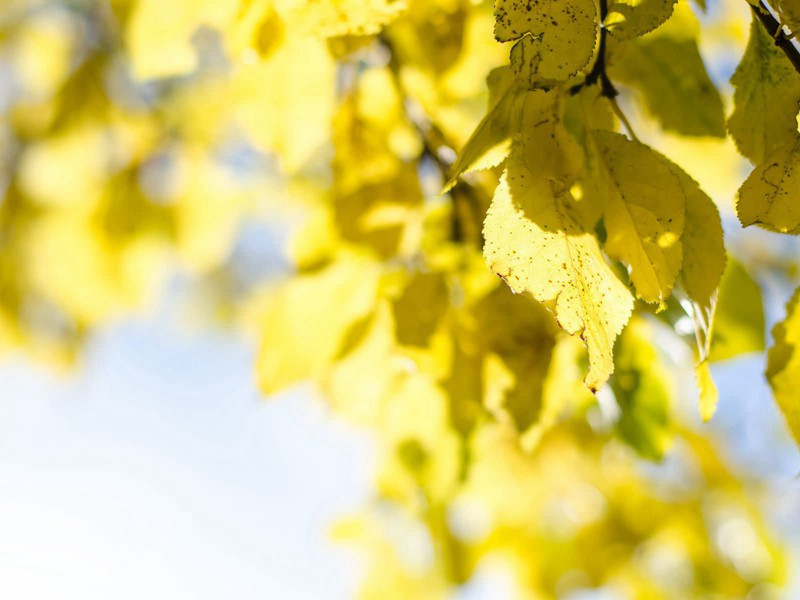 和邓至宏咏桂原文注释译文赏析-崔中诗词-宋诗全集