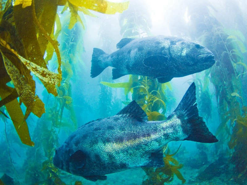 秋宵辞·其七原文注释译文赏析-白玉蟾诗词-宋诗全集