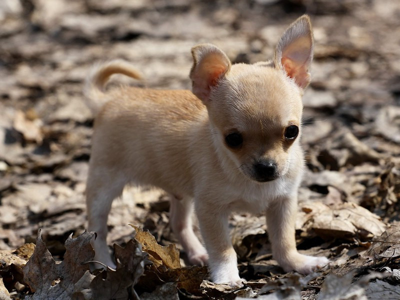 吊齐斋先生尚书文节倪公·其三原文注释译文赏析-程公许诗词-宋诗全集