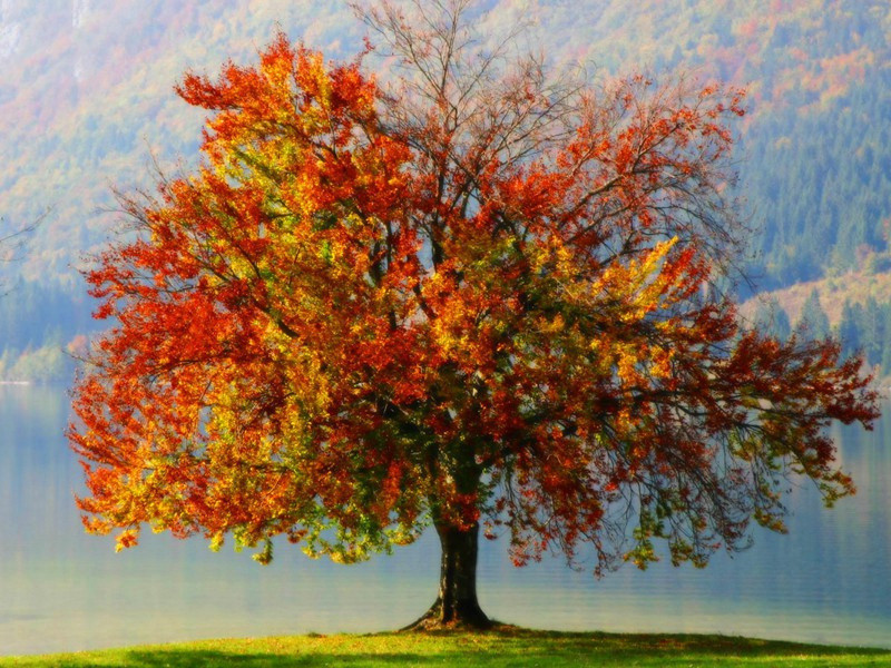 冬至前半月赴季父梅花之集与韩蒲向宪唐干诸人唱和十首·其三原文注释译文赏析-胡寅诗词-宋诗全集