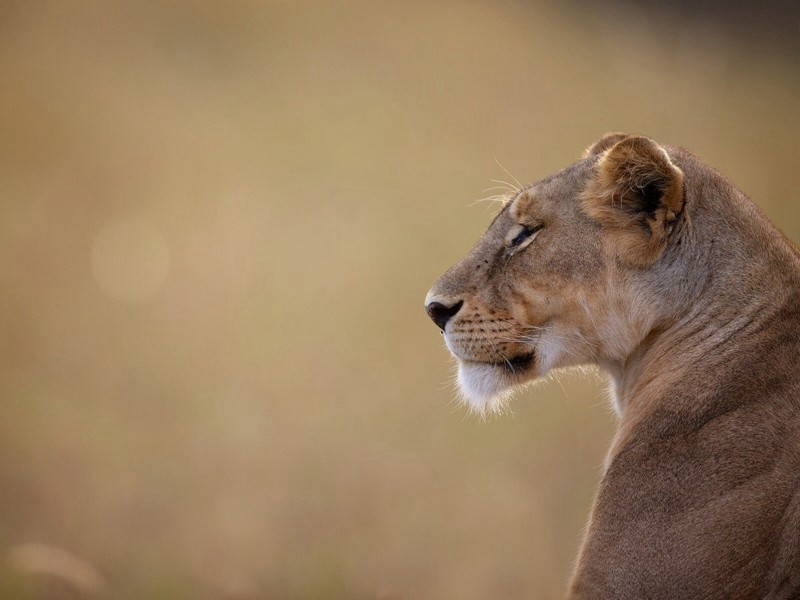 子房庙原文注释译文赏析-陈荐诗词-宋诗全集