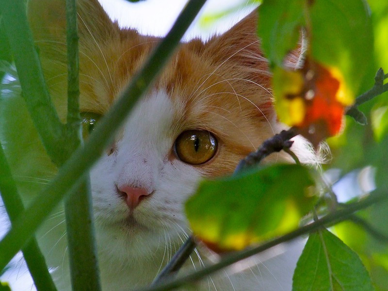 柳絮原文注释译文赏析-郭印诗词-宋诗全集