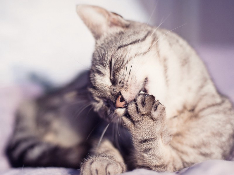 今春苦雨初有春半曾无十日晴之句去立夏无几日愈雨足成五诗·其五原文注释译文赏析-方回诗词-宋诗全集