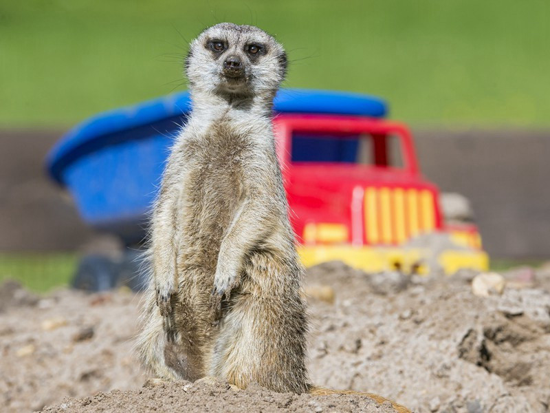 题日记原文注释译文赏析-范成大诗词-宋诗全集
