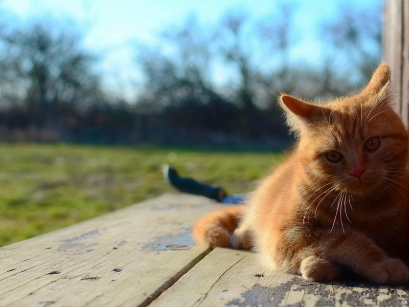 九曲杂咏·二曲玉女峰原文注释译文赏析-白玉蟾诗词-宋诗全集