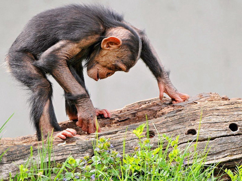 乙卯乡贡鹿鸣宴次韵制使陈方叔劝驾原文注释译文赏析-陈着诗词-宋诗全集