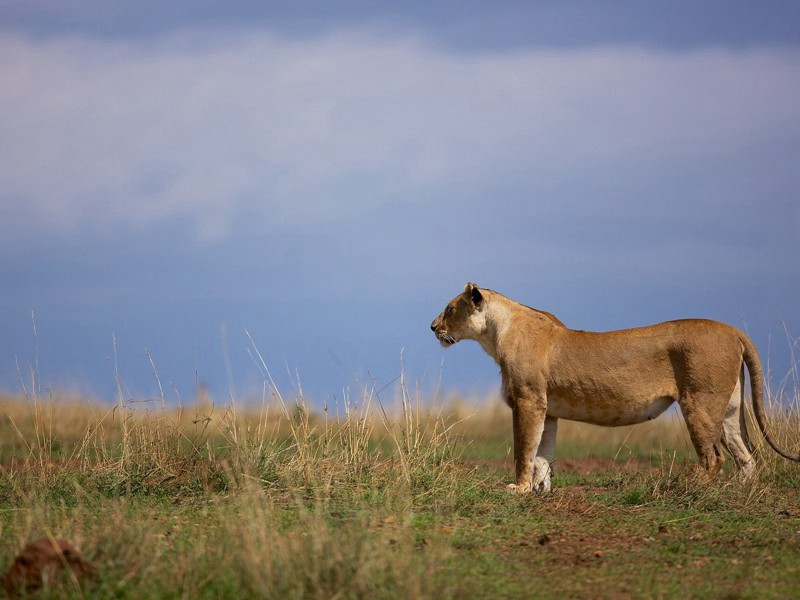 喜雨口号呈陈守伯固十二首·其一二原文注释译文赏析-陈造诗词-宋诗全集