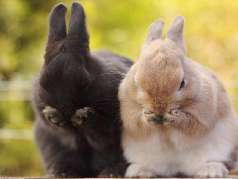 晴行原文注释译文赏析-陈着诗词-宋诗全集