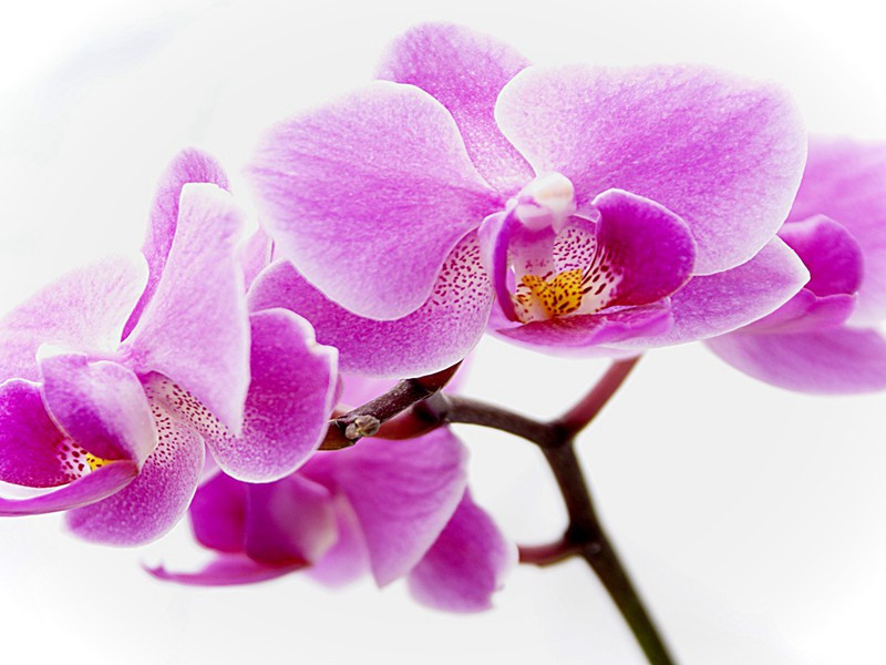 中岩原文注释译文赏析-晁公遡诗词-宋诗全集