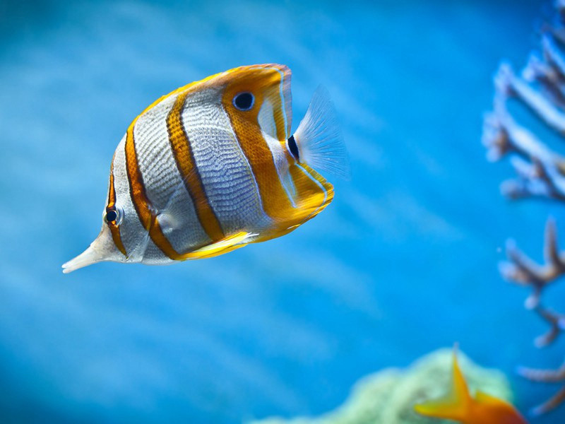 山林原文注释译文赏析-韩维诗词-宋诗全集