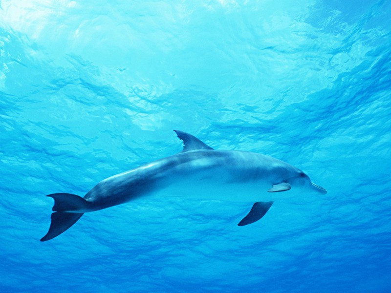 晚登县陴原文注释译文赏析-曹彦约诗词-宋诗全集