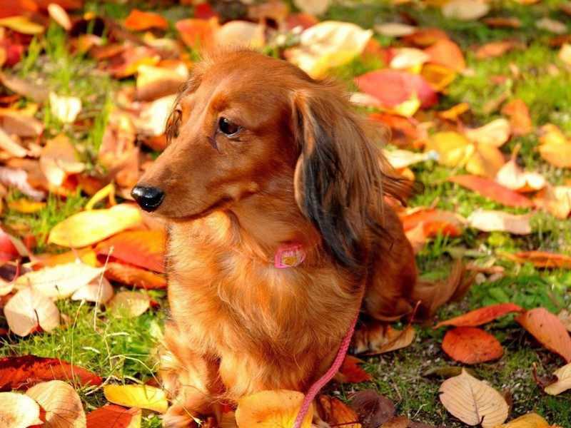 积雪未晴正旦朝贺大庆殿口号八章·其一原文注释译文赏析-程公许诗词-宋诗全集