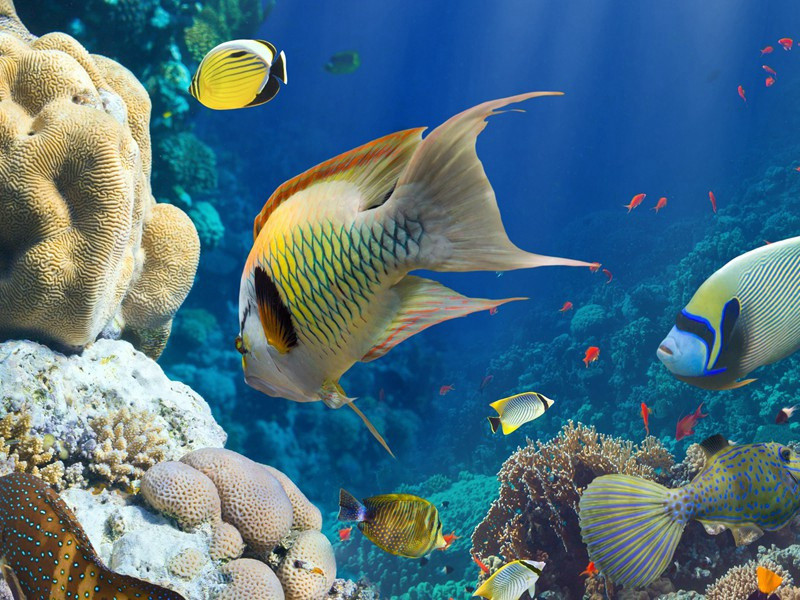 佥书枢密院事张公原文注释译文赏析-《靖康小雅》作者诗词-宋诗全集