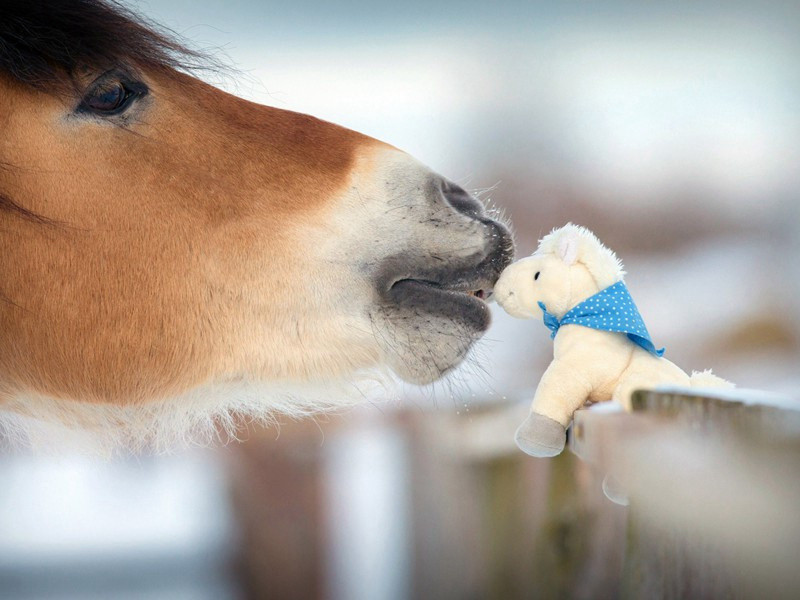 望灵山喜而又作原文注释译文赏析-陈文蔚诗词-宋诗全集