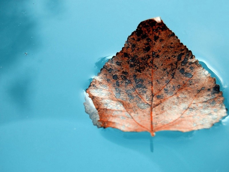 次韵张守三首·其二原文注释译文赏析-陈造诗词-宋诗全集