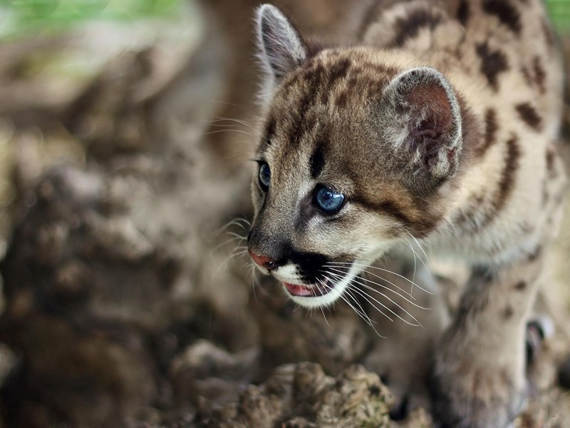 古诗十五韵送胡天放西游原文注释译文赏析-戴表元诗词-宋诗全集