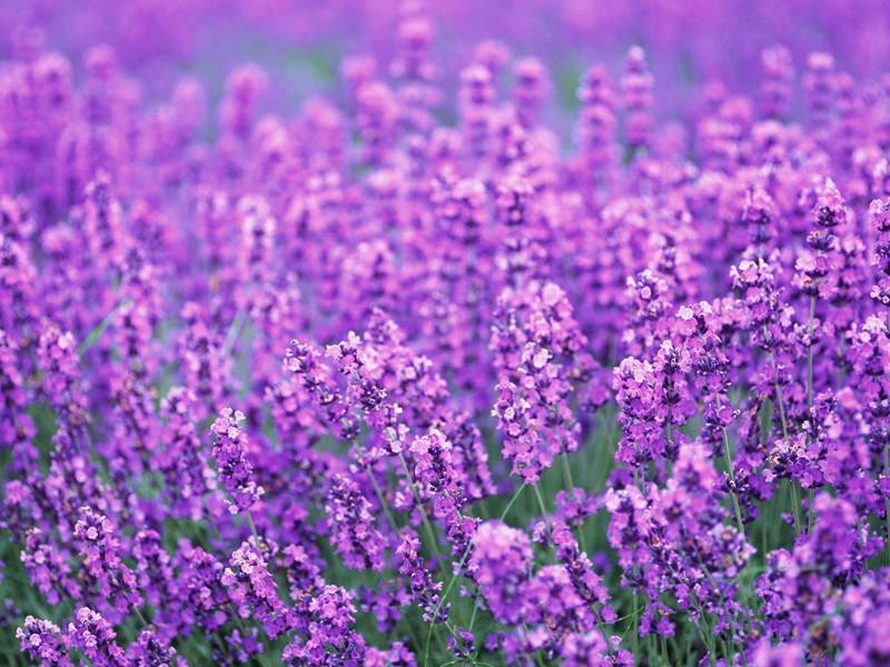 梨花原文注释译文赏析-陈允平诗词-宋诗全集